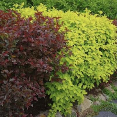 Калинолистный в Фаниполе