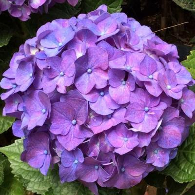 Фиолетовая в Фаниполе