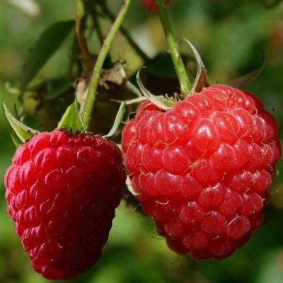 Кустовая в Фаниполе