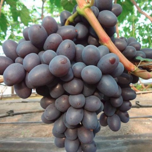 Виноград ПОДАРОК НЕСВЯТАЯ в Фаниполе