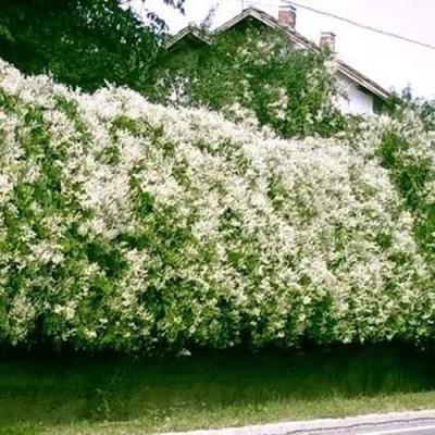 Фаллопия в Фаниполе