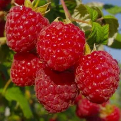 Ранняя в Фаниполе