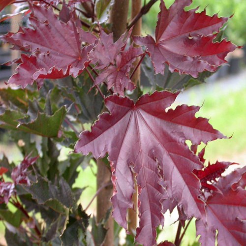 Клен КРИМСОН СЕНТРИ остролистный в Фаниполе