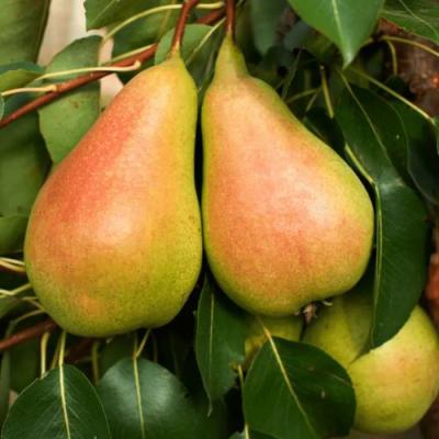 Сладкая в Фаниполе