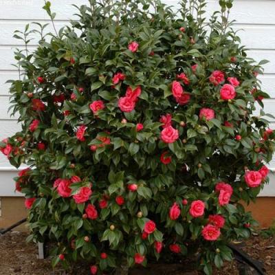 Камелия в Фаниполе