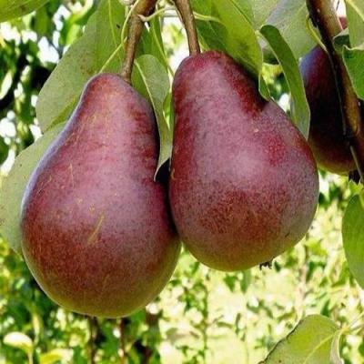 Красная в Фаниполе