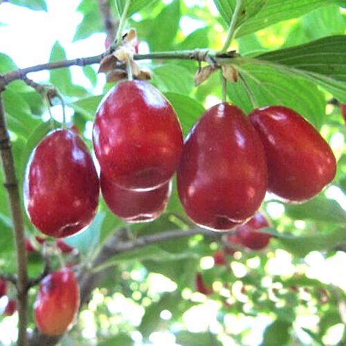 Кизил ЛУКЬЯНОВСКИЙ в Фаниполе