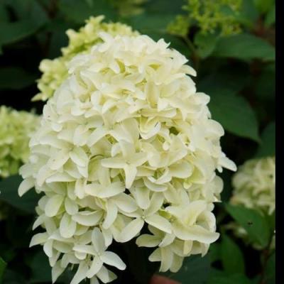 Средние в Фаниполе