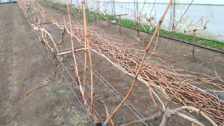 Подготовка винограда к зиме после обрезки.jpg