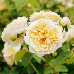 роза Тизинг Джорджия.jpg