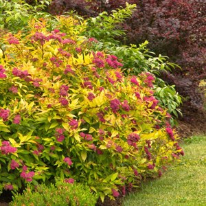 спирея грефшейм цветение.jpg