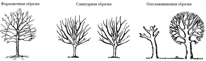 виды обрезки черешни.jpg