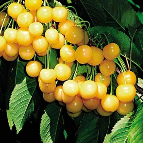 саженцы желтой черешни.jpg