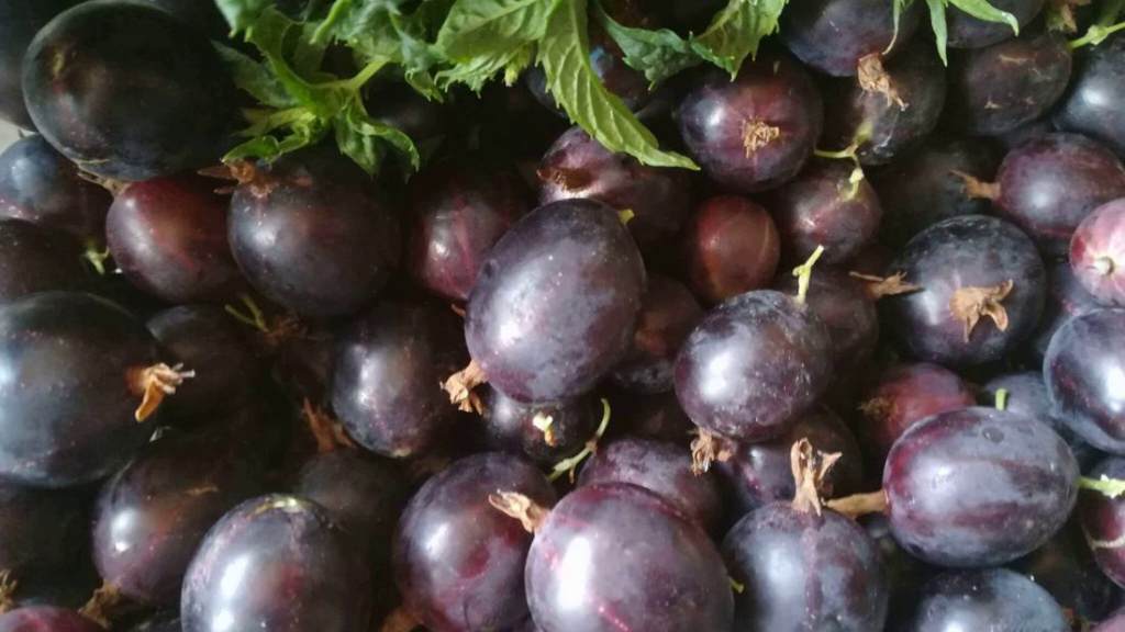 крыжовник Африканец.jpg