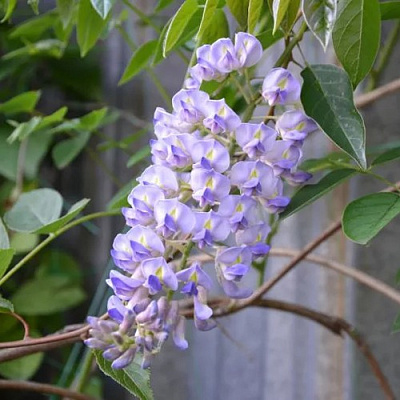 Глициния макростахия БЛЮ МУН в Фаниполе