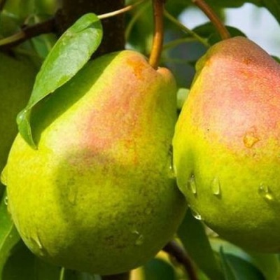 Груша ФЛЕЙТА в Фаниполе
