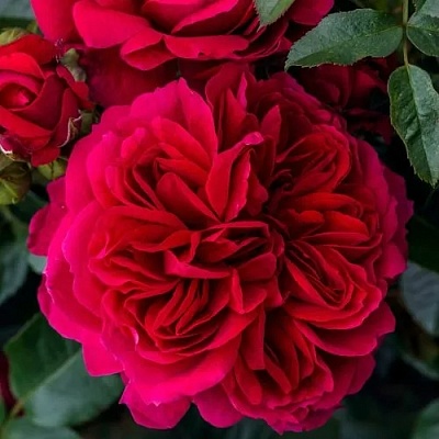 Роза СОУЛ шраб  в Фаниполе