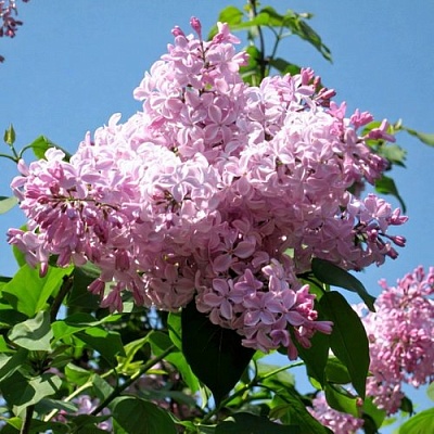 Сирень БУФФОН в Фаниполе