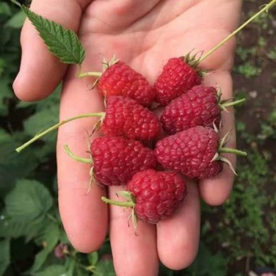 Малина ЕВРАЗИЯ в Фаниполе