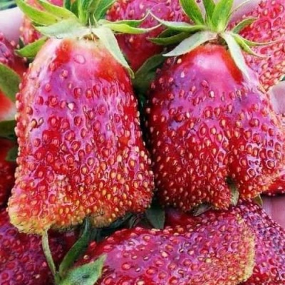 Клубника КУПЧИХА в Фаниполе