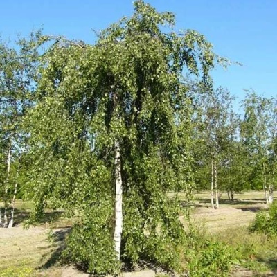 Береза ПОВИСЛАЯ в Фаниполе
