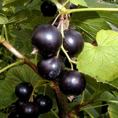 Смородина чёрная БИНАР в Фаниполе