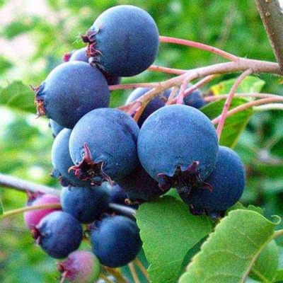 Ирга ПЕМБИНА в Фаниполе