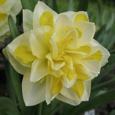 Нарцисс ГРЕЙТ ЛИП махровый в Фаниполе