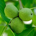 Орехи в Фаниполе