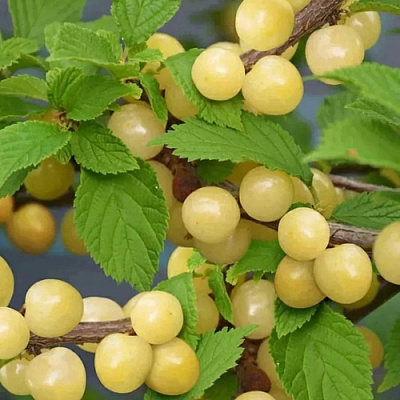 Вишня СНЕВИТ войлочная в Фаниполе