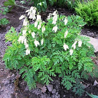 Дицентра красивая АВРОРА в Фаниполе