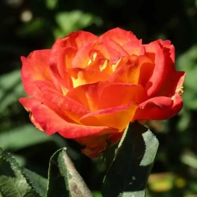 Роза ЛИНА чайно-гибридная  в Фаниполе