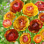 Лютик ПИКОТИ КАФЕ О ЛЕ в Фаниполе