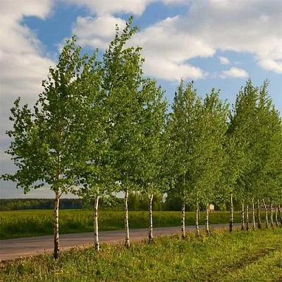 Береза обыкновенная в Фаниполе