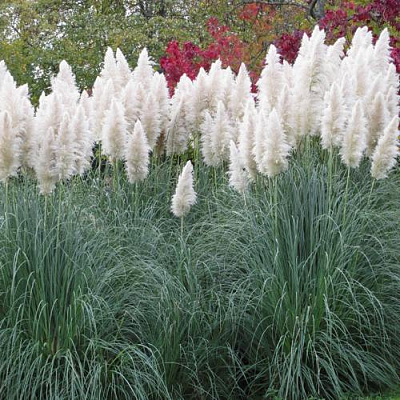 Кортадерия белая (пампасная трава) в Фаниполе