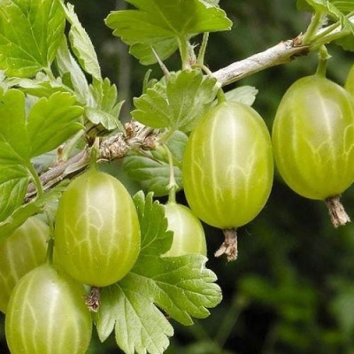 Крыжовник УРАЛЬСКИЙ ИЗУМРУД в Фаниполе