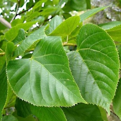 Липа мелколистная в Фаниполе