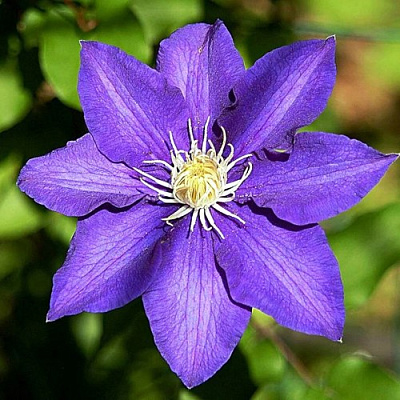 Клематис ЗЕ ПРЕЗИДЕНТ в Фаниполе