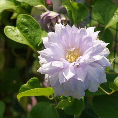 Клематис БЕЛЬ ОФ ВОРКИНГ в Фаниполе