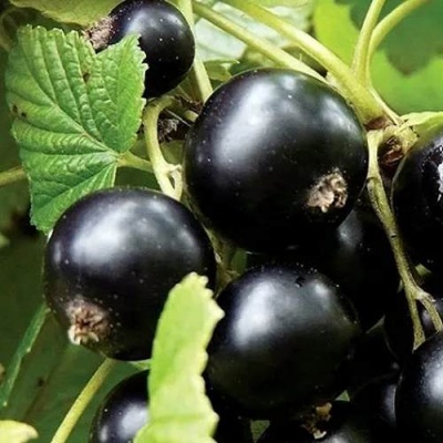 Смородина чёрная ЛЕНТЯЙ в Фаниполе