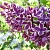 Сирень СЕНСАЦИЯ (привитая) в Фаниполе