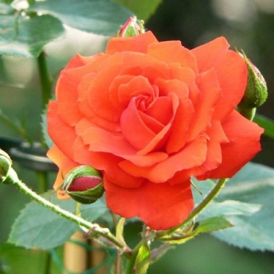 Роза АНЖЕЛИКА чайно-гибридная  в Фаниполе