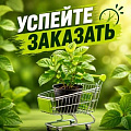 УСПЕЙТЕ ЗАКАЗАТЬ в Фаниполе