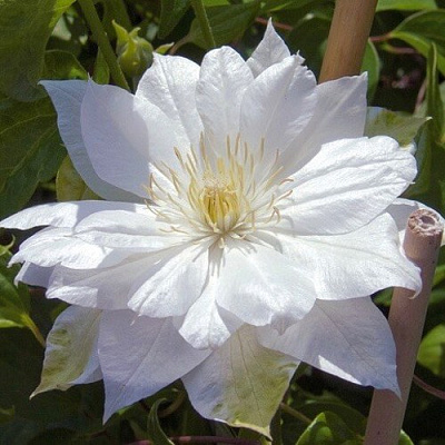 Клематис ДАЧЕСС ОФ ЭДИНБУРГ в Фаниполе