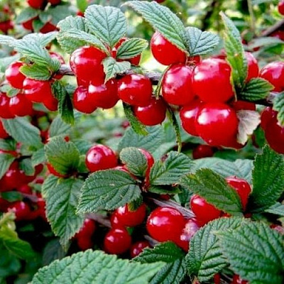 Вишня ВОСТОРГ войлочная в Фаниполе