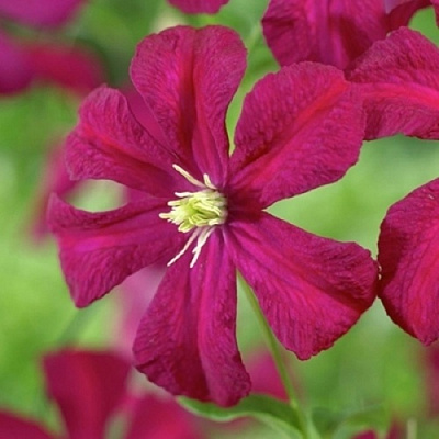 Клематис МАДАМ ДЖУЛИЯ КОРРЕВОН в Фаниполе