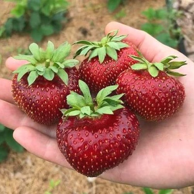Клубника МАЛЬВИНА в Фаниполе