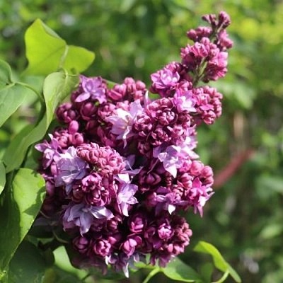 Сирень МАРШАЛ МАЛИНОВСКИЙ в Фаниполе