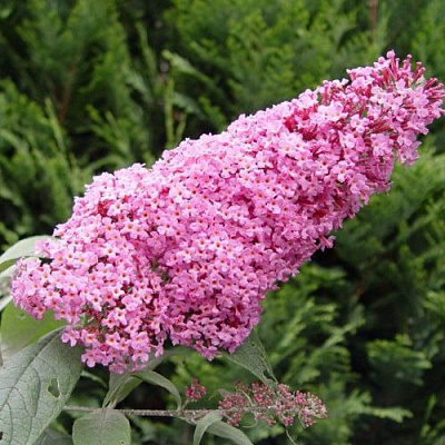 Буддлея давида ПИНК ДЕЛАЙТ в Фаниполе