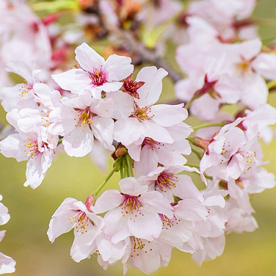 Сакура КОЙО НО МАЙ в Фаниполе